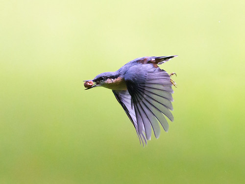 Flying Nuttie by Chas Moonie-Wild Photography
