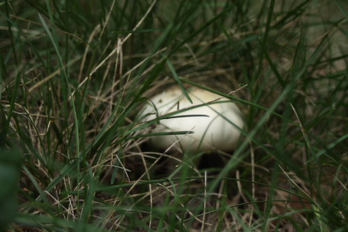 champignon66 | by bulbocode909