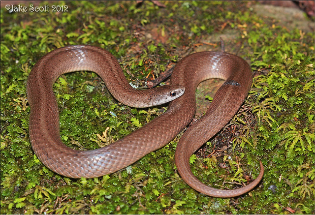 Western Smooth Earth Snake (Virginia valeriae elegans)