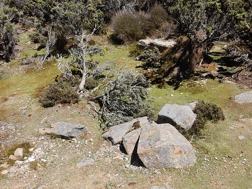 brandum rocks bushes shrubs nature