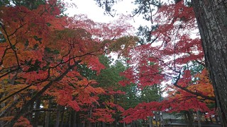 高野山 - Kouya-san // 2017.11.04 - 36 | Tamago Moffle | Flickr