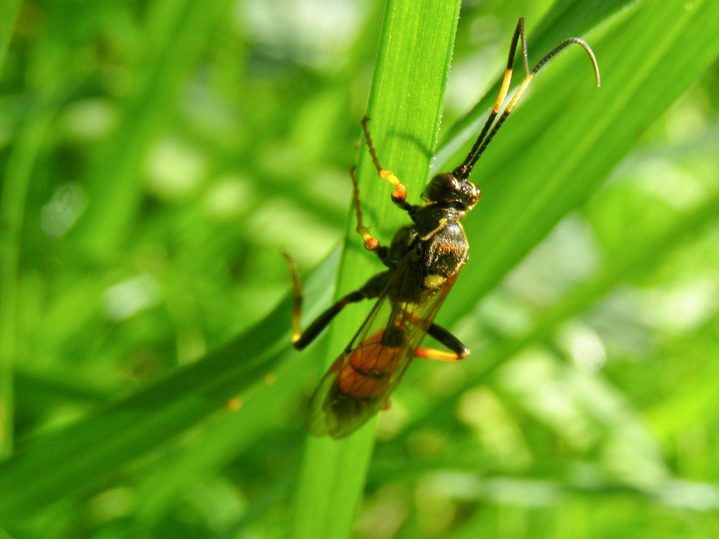 Wasp (Ichneumon stramentor)