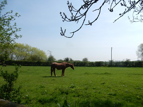 Horse in a field Bekesbourne to Sturry
