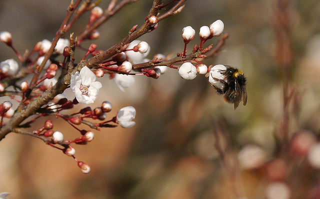 Cherry blossom and bee