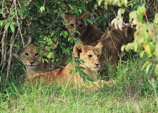 Cubs Hiding Until Their Mothers Return