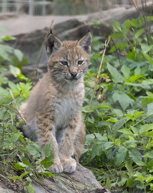 Northern lynx cub, Highland Wildlife Park, Kincraig, Highland, Scotland, UK