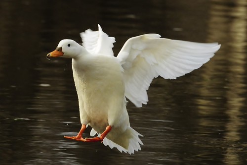 WD | by Daz moston