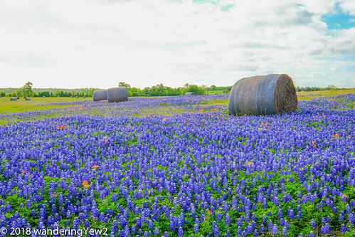 fujixpro2 oldindependencerd texas texaswildflowers washingtoncounty bluebonnet flower haybale wildflower