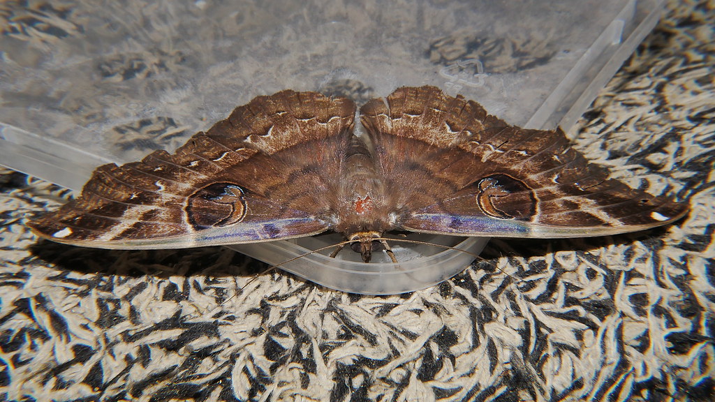 After Big night white spotted Owl moth Erebus sp aff crepuscularis Erebinae Erebidae on door mat Airlie Beach P1220959
