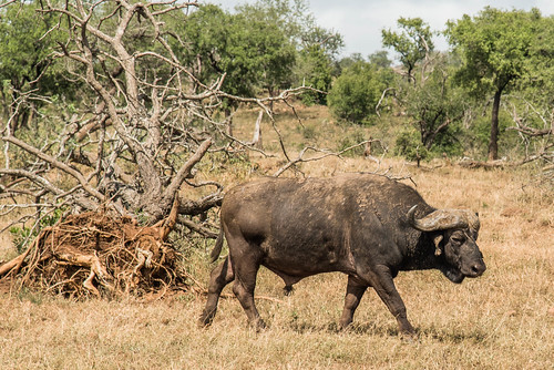 kwazulunatal safari hluhluwe buffalo southafrica