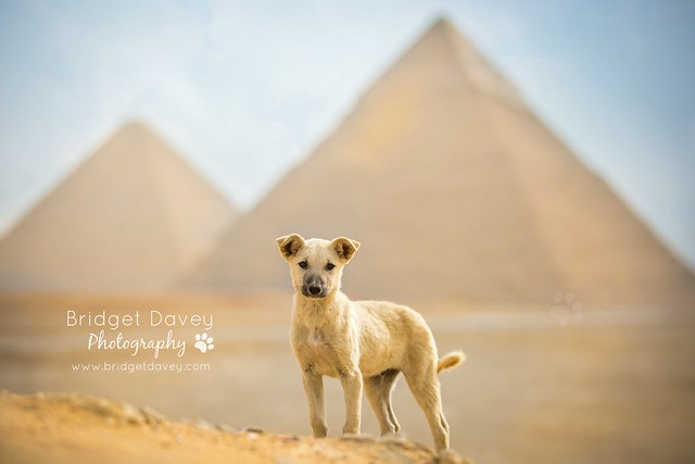 Street Dogs in Giza | Cairo, Egypt