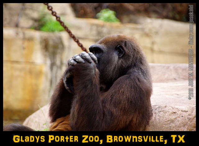 #SaveTheGorillas | Gladys Porter Zoo | Brownsville, TX |