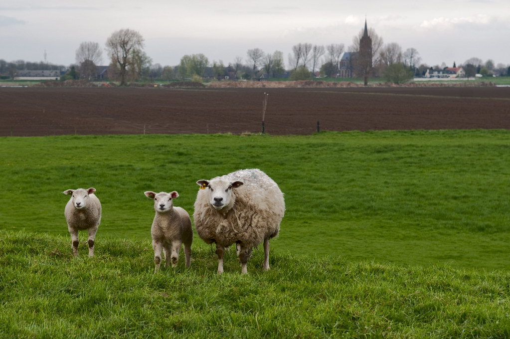 Oijen Kasteeleind, schapen op de dijk, gezicht op Maasbommel. Over de Maas met bakenbomen.
