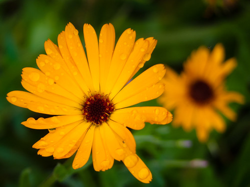Marigold in flower