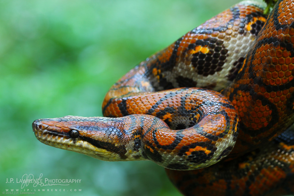the cutest snake in the World - Cute Snakes You Have to See to Believe  Brazilian Rainbow Boa