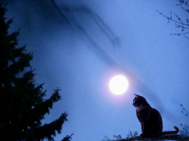 Blue moon cat