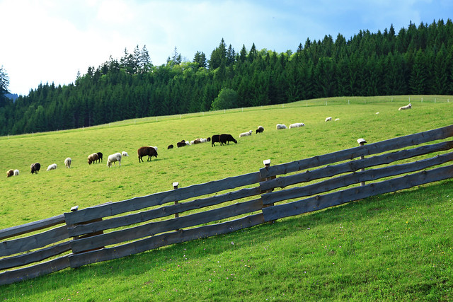 A flock of sheep on a field in Göstling, Lower Austria.