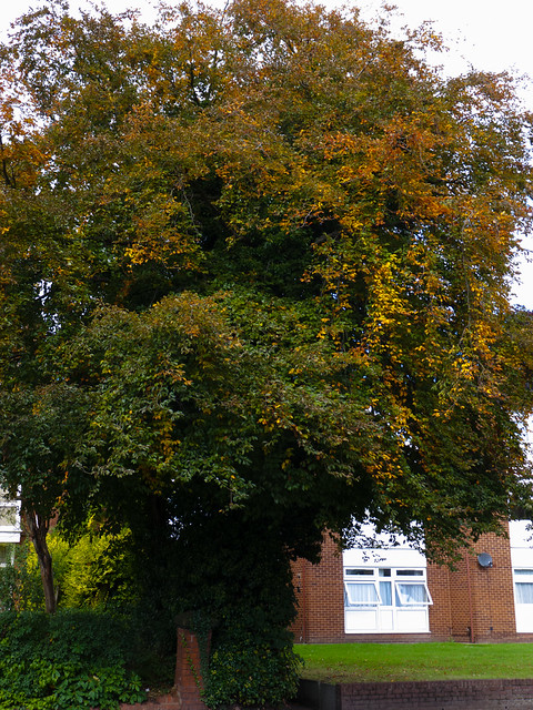 Beech tree with its leaves on the turn, Albert Road