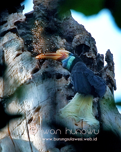 endemic sulawesi hornbill burung redknobbedhornbill rhyticeroscassidix