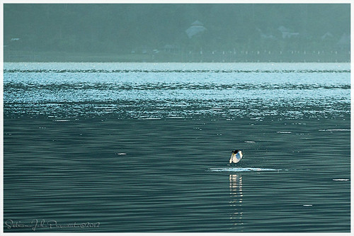 bali lake bird sunrise island gods pulau bratan bedugul ulundanu dewata