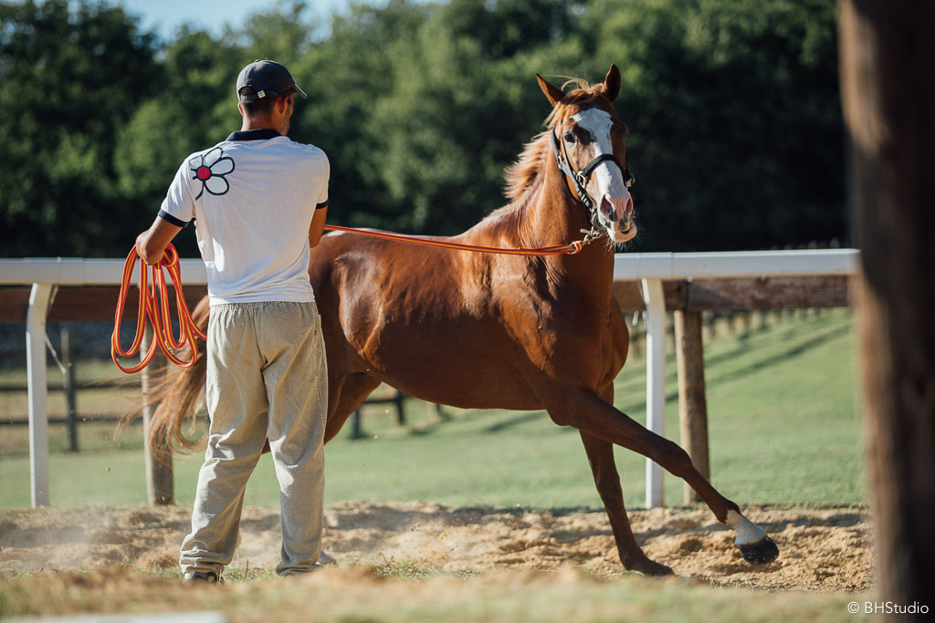 Previsite per i cavalli del Palio. Foto di BHStudio