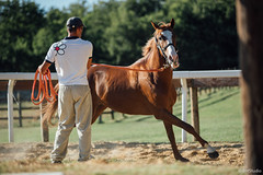 Previsite per i cavalli del Palio. Foto di BHStudio
