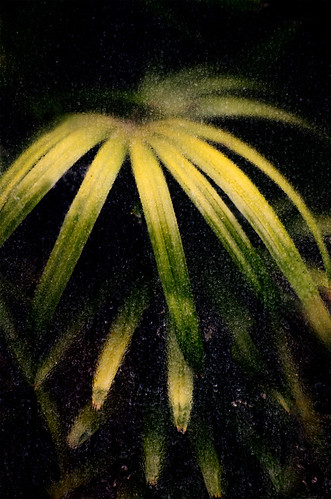 botany | by dotintime
