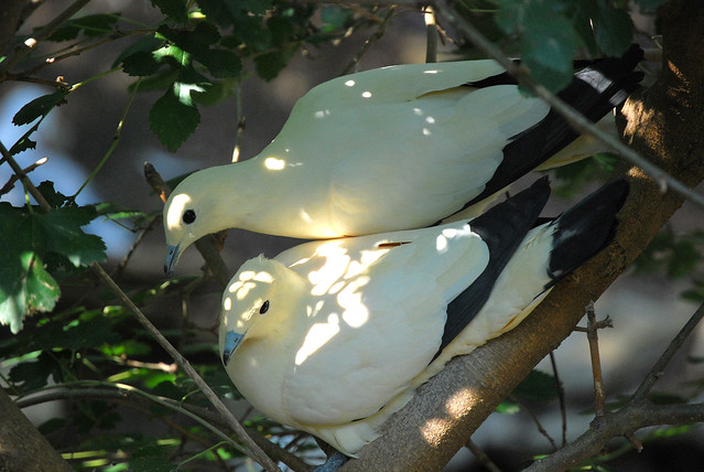 Pied Imperial Pigeons: Mating Pair