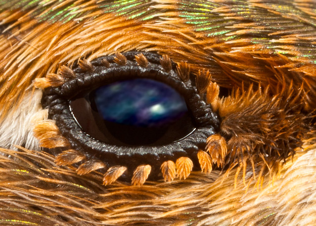 The eye of a Rufous Hummingbird