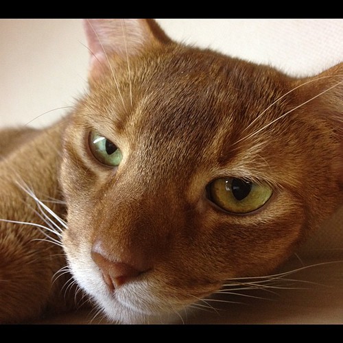 #cat #abyssinian #instacat #instagood #catsofinstagram #closeup | by Junichiro Tsuge