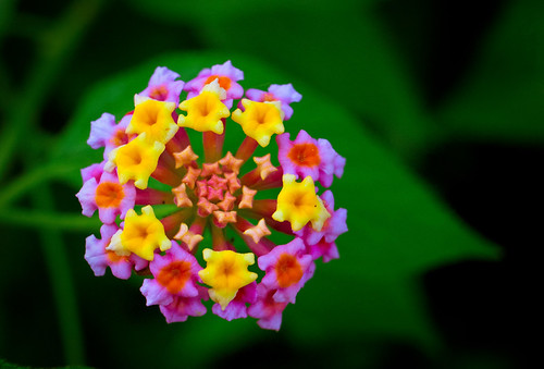 CZ 35 | by Pentax Quang Long
