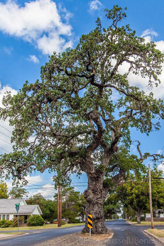 N Loop Rd Tree Texas