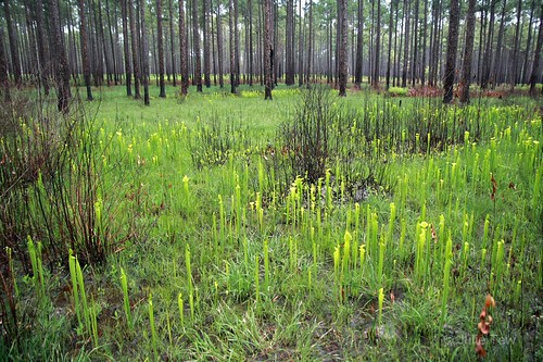 ga georgia bog pitcherplants controlledburn doerunpitcherplantbog