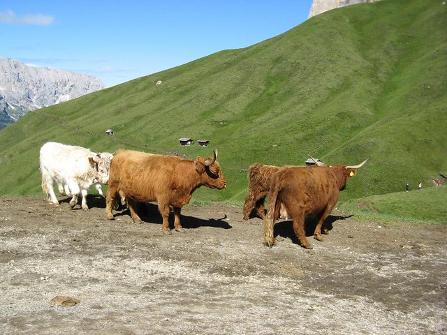 IMG_0565 Gli yak delle Dolomiti non devono sgobbare come quelli dell'Everest. Il Sassolungo é bello anche solo da guardare!
