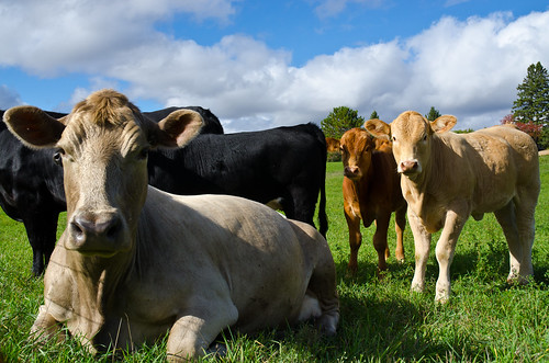 blue sky ontario canada green field grass cow cows pasture calf kearney 1870mm grazing d7000