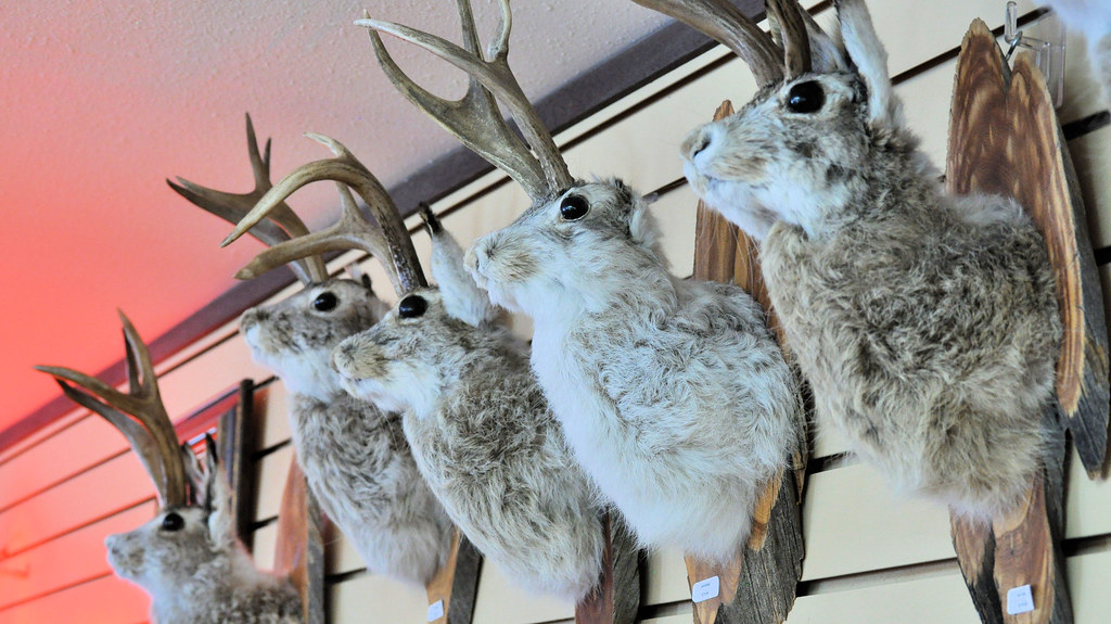 Mounted Jackalopes | Spotted a Devils Tower gift shop. | chupacabra