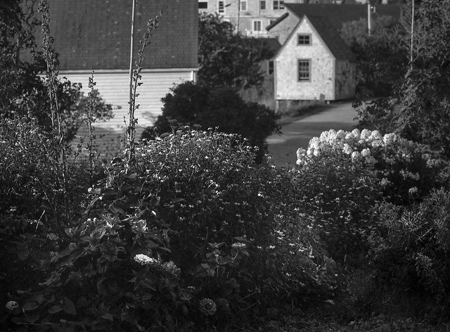 sunrise, garden, floral forms, Main Street, Monhegan, Maine, MamIYA 645 PRO, Mamiya Sekkor 145mm F-4, Fomapan 200, Ilford Ilfosol 3 Developer, late August 2016