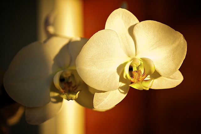 Phalaenopsis Orchid In Twilight’s Glow
