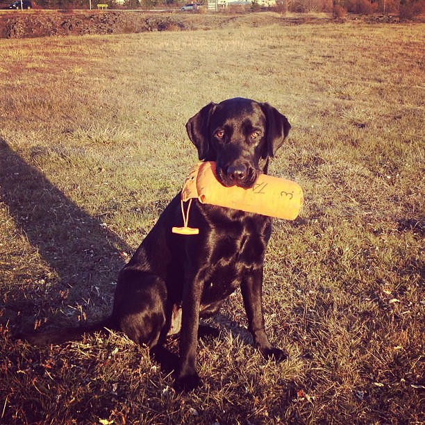 Training my dog Tara #labrador #dummy #training #atlimann #iceland #black #tara #fieldtrial #retriever #gundog