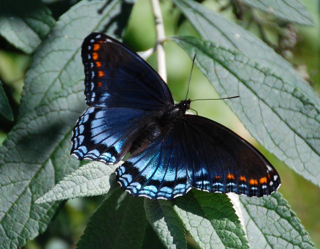 011e red spotted purple