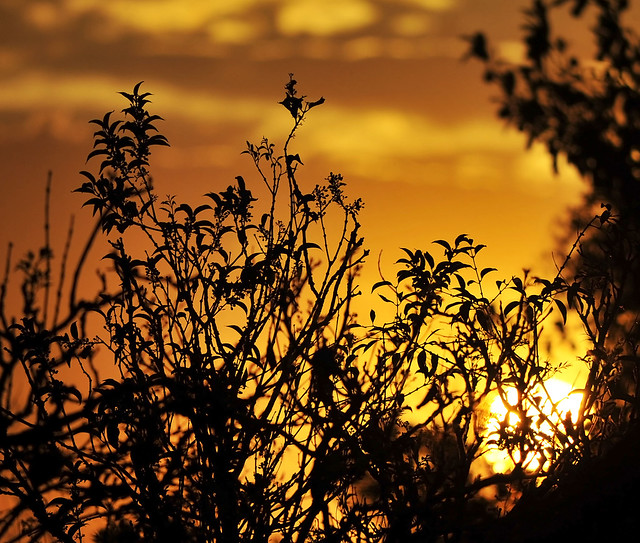Sunset through the leaves...