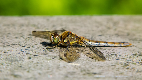 Dragonfly resting, Castlecroft