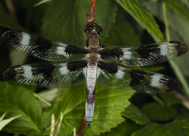 Male 12-Spotted Skimmer