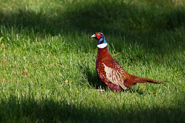 21.10.12 - Adult Male Pheasant, Capesthorne Estate, Cheshire