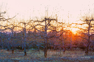 Apple Tree Sunset 3