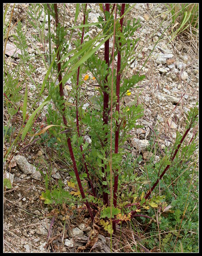Jacobea vulgaris (= Senecio jacobaea) - séneçon jacobée 28509881016_902e2ce3a1