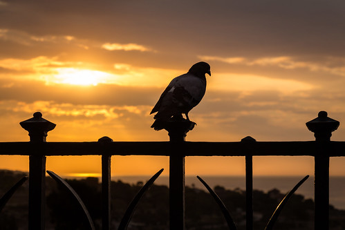 españa spain tarragona sunrise morning silhouette pigeon bird goldenhour