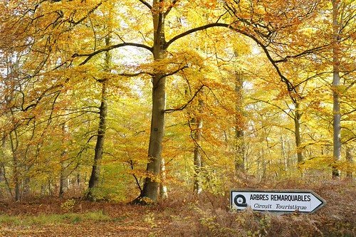 La Forêt de Compiègne en automne | by Oise Tourisme
