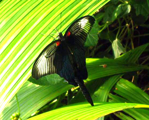 long-tailed butterfly | by gingerbreadfan