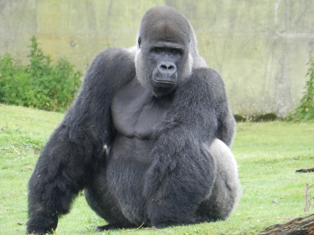 Ambam the Gorilla | Ambam at Port Lympne | GorillaBoy1997 | Flickr